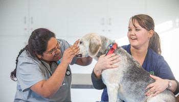 Vet Nurse Assistant 13